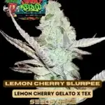 Lemon Cherry Slurpee (Regular) - Shindig Seed Co.
