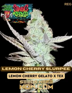 Lemon Cherry Slurpee regular cannabis seeds featuring bright lemon and cherry flavors with creamy undertones