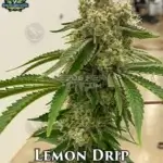 Lemon Drip (Feminized) - Exotic Genetix