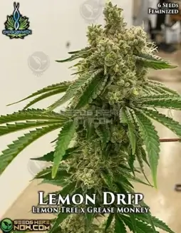 Lemon Drip Cannabis Seeds (space) Citrus and Earthy Aroma