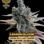 Lemon Elixir (Feminized) - Solfire Gardens