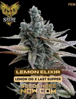 Lemon Elixir Cannabis Seeds (space) Solfire Gardens (space) Feminized Strain with Lemon OG and Last Supper Genetics