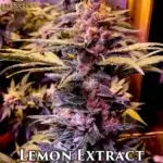 Lemon Extract (Regular) - Best Coast Genetics