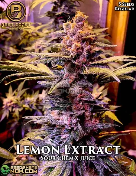 Lemon Extract regular cannabis seeds - Sour Chem x Juice Juice hybrid