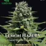 Lemon Haze FV (Feminized) - TurboFlora Genetics
