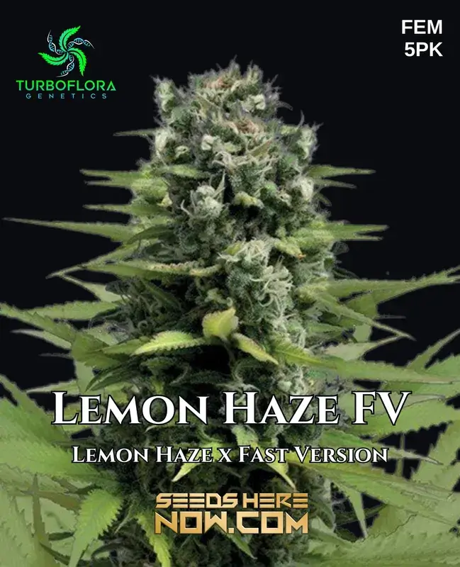 Lemon Haze FV Feminized Cannabis Seeds by TurboFlora Genetics