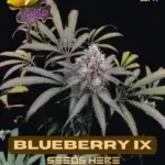 Lemon Hoko's Blueberry IX (Regular) - Lemon Hoko