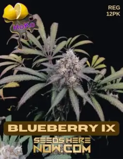 Pack of Lemon Hoko's Blueberry IX regular cannabis seeds showcasing indica dominance and citrus(space)blueberry aroma
