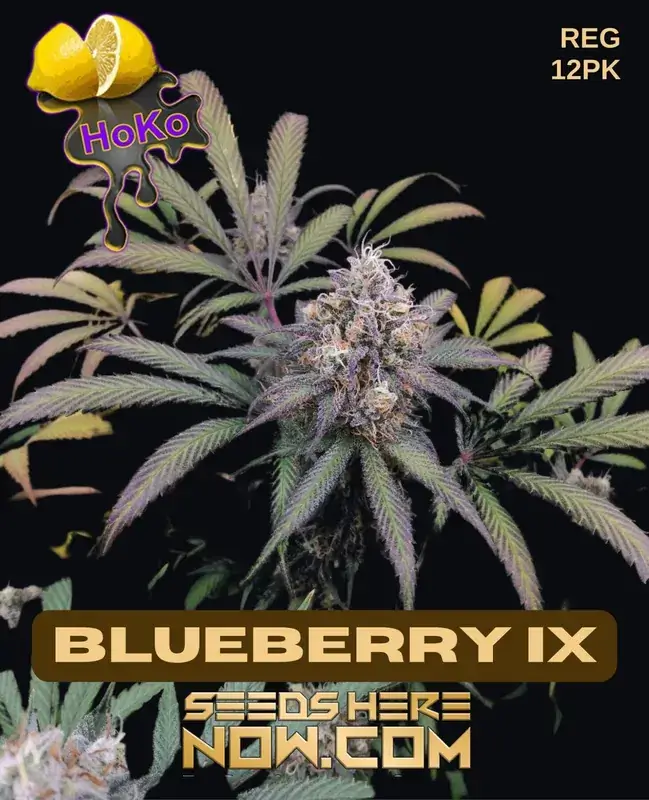 Pack of Lemon Hoko's Blueberry IX regular cannabis seeds showcasing indica dominance and citrus-blueberry aroma