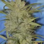 Lemon Jeffrey (Feminized) - Irie Genetics