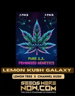 Lemon Kush Galaxy Feminized Seeds (space) Citrus and Pine Aroma