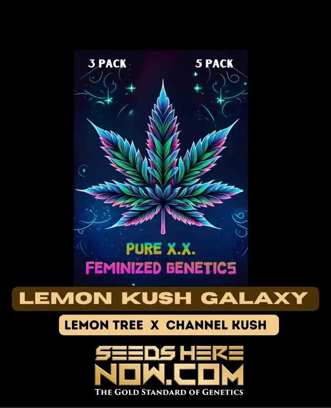 Lemon Kush Galaxy Feminized Seeds - Citrus and Pine Aroma