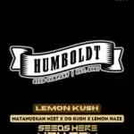 Lemon Kush (Regular) - Humboldt Seed Company