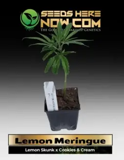 Lemon Meringue Clones in 3.5(space)inch soil pot, sativa(space)dominant hybrid, citrus and vanilla aroma
