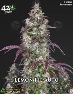 Lemon Pie Auto autoflower cannabis seeds by Fast Buds, featuring vibrant buds and zesty lemon aroma