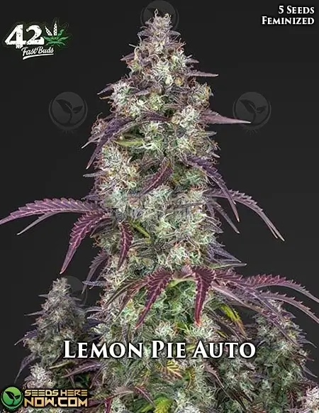 Lemon Pie Auto autoflower cannabis seeds by Fast Buds, featuring vibrant buds and zesty lemon aroma