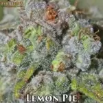 Lemon Pie (Regular) - Best Coast Genetics
