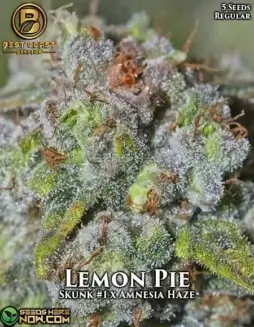 Lemon Pie Cannabis Seeds featuring Skunk #1 and Amnesia Haze by Best Coast Genetics