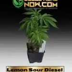 Lemon Sour Diesel - ACC