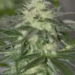 Lemon Sunrise (Regular) - Irie Genetics