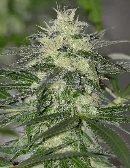 Lemon Sunrise regular cannabis seeds, sativa dominant, citrus and earthy aroma