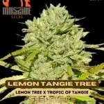 Lemon Tangie Tree (Regular) - Massive Seeds