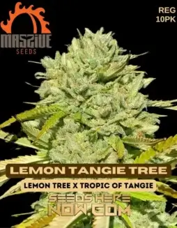 Lemon Tangie Tree cannabis seeds by Massive Seeds, featuring citrus and pine aromas