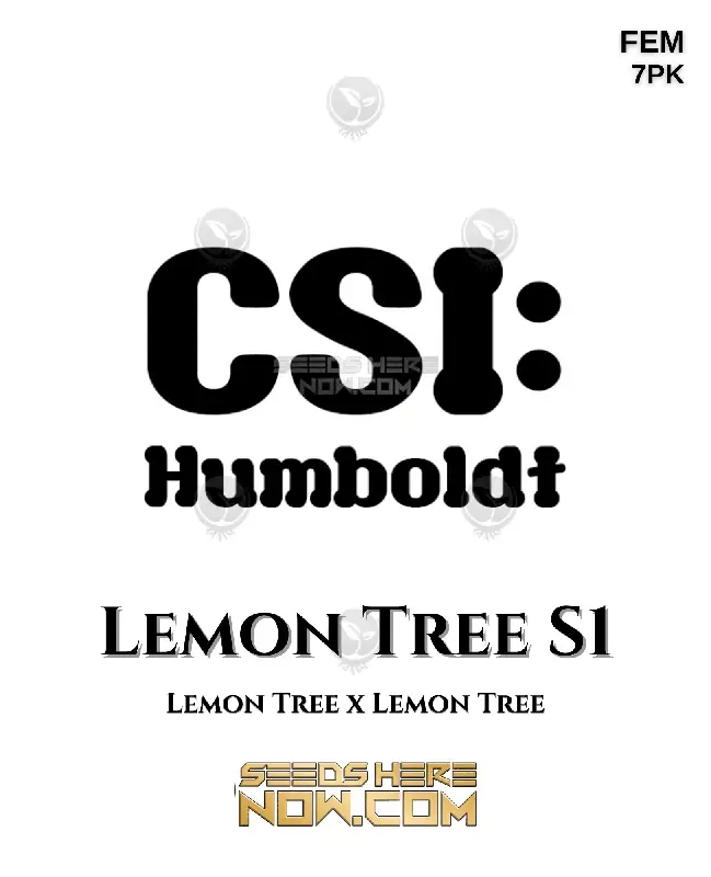 Lush Lemon Tree S1 cannabis plant - feminized seeds by CSI Humboldt