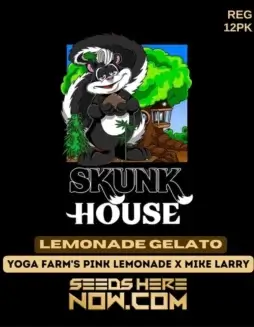 Lemonade Gelato regular cannabis seeds by California Seedbank Genetics featuring Yoga Farm's Pink Lemonade and Mike Larry lineage