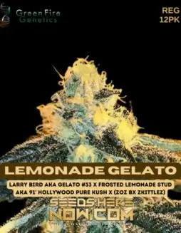 Pack of Lemonade Gelato Regular Cannabis Seeds by Green Fire Genetics