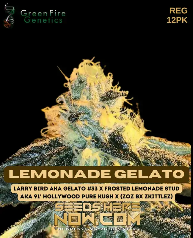 Pack of Lemonade Gelato Regular Cannabis Seeds by Green Fire Genetics