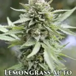 Lemongrass (Autoflower) - Humboldt Seed Company