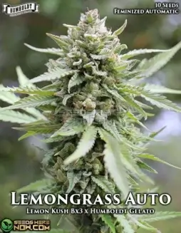 Lemongrass Auto cannabis seeds (space) Lemon Kush x Family Jewels Auto Hybrid