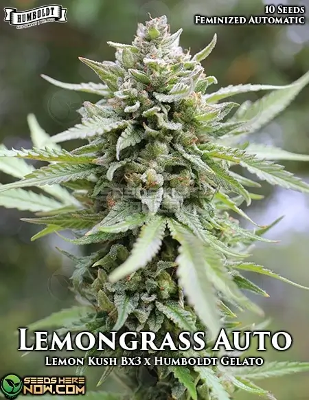 Lemongrass Auto cannabis seeds - Lemon Kush x Family Jewels Auto Hybrid