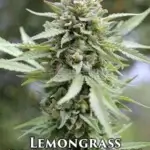 Lemongrass (Regular) - Humboldt Seed Company