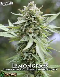 Lemongrass Regular Cannabis Seeds (space) Lemon Kush BX5 x Humboldt Gelato BX3