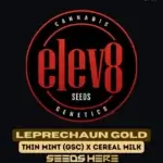 Leprechaun Gold (Feminized) - Elev8 Seeds