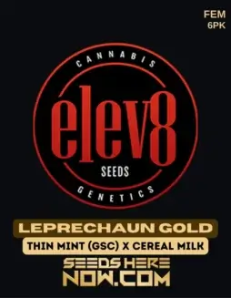 Leprechaun Gold cannabis seeds by Elev8 Seeds, hybrid strain with citrus and pine aroma