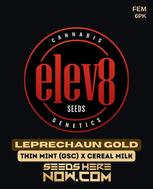 Leprechaun Gold cannabis seeds by Elev8 Seeds, hybrid strain with citrus and pine aroma
