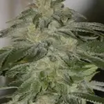 Liberation OG (Regular) - Irie Genetics