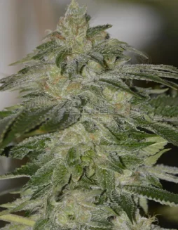 Liberation OG Cannabis Seeds by Irie Genetics featuring pine, citrus, and earthy flavors