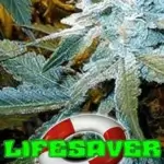 LifeSaver (Regular) - BOG Seeds