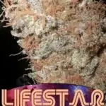 Lifestar (Regular) - BOG Seeds