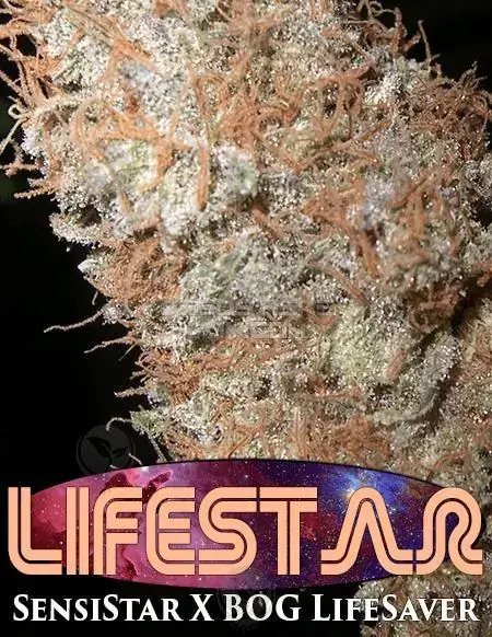 Lifestar Regular Seeds - Hybrid Cannabis by BOG Seeds featuring SensiStar and BOG LifeSaver lineage