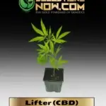 Lifter (CBD) Clones - ACC