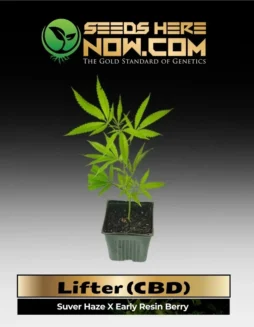 Lifter CBD cannabis clones in a garden setting, showing vibrant green and purple hues