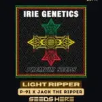 Light Ripper (Regular) - Irie Genetics