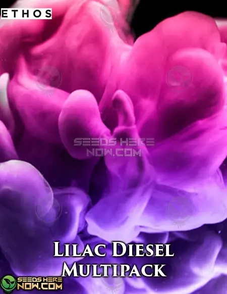 Lilac Diesel #22 Multipack - 3 feminized cannabis seeds by Ethos Genetics, featuring Cherry Punch and Lilac Diesel #22 lineage.