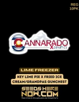 Lime Freezer Regular Seeds (space) Hybrid cannabis strain combining Key Lime Pie, Fried Ice Cream, and Grandpas Gunchest