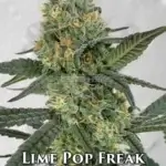 Lime Pop Freak (Regular) - Cannabis Research Seed Co
